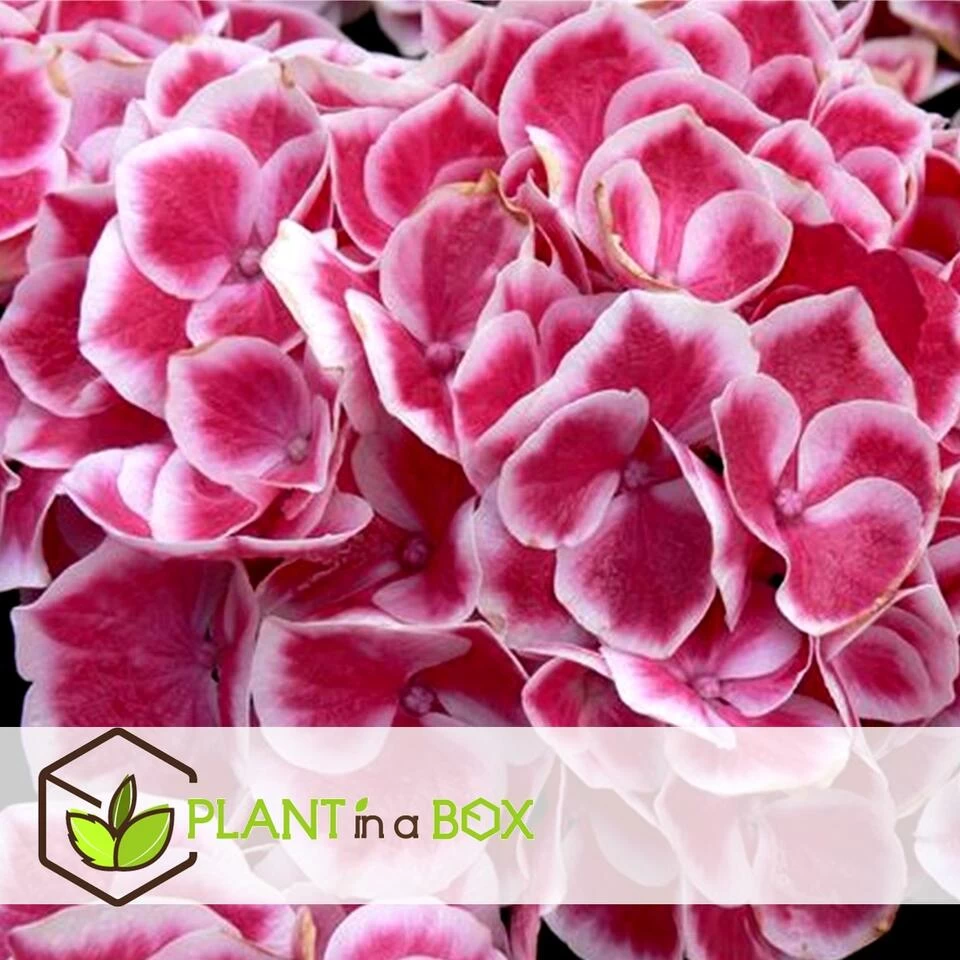 Hydrangea Bicolor 'Camilla' Roze - Set Van 3 - Pot 9cm - Hoogte 25-40cm 6 Hydrangea Bicolor 'Camilla' Roze - Set Van 3 - Pot 9cm - Hoogte 25-40cm - Afbeelding 4