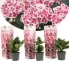 Hydrangea Bicolor 'Camilla' Roze - Set Van 3 - Pot 9cm - Hoogte 25-40cm