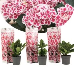 Hydrangea Bicolor 'Camilla' Roze - Set Van 3 - Pot 9cm - Hoogte 25-40cm
