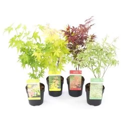 Acer Palmatum - Set Van 4 - Japanse Esdoorn - Pot 10,5cm - Hoogte 25-40cm