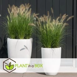 Pennisetum Alopecuroides - Set Van 2 - Siergras - Pot 23cm - Hoogte 20-30cm -GroenThuis Voordeel 1000046944 0101