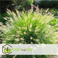 Pennisetum Alopecuroides - Set Van 2 - Siergras - Pot 23cm - Hoogte 20-30cm -GroenThuis Voordeel 1000046944 0103