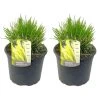 Pennisetum Alopecuroides - Set Van 2 - Siergras - Pot 23cm - Hoogte 20-30cm -GroenThuis Voordeel 1000046944