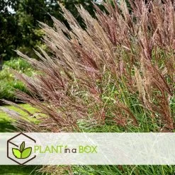 Miscanthus Sinensis Red Chief - Winterhard Siergras - Pot 23cm - Hoogte 40-60cm -GroenThuis Voordeel 1000046945 0102