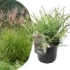 Miscanthus Sinensis Red Chief - Winterhard Siergras - Pot 23cm - Hoogte 40-60cm -GroenThuis Voordeel 1000046945