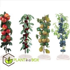 Fruitbomen - Mix Van 4 - Prunus - Pyrus - Malus - Pot 9cm - Hoogte 60-70cm -GroenThuis Voordeel 1000046948 0102