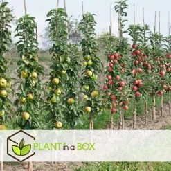 Fruitbomen - Mix Van 4 - Prunus - Pyrus - Malus - Pot 9cm - Hoogte 60-70cm -GroenThuis Voordeel 1000046948 0103