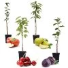 Fruitbomen - Mix Van 4 - Prunus - Pyrus - Malus - Pot 9cm - Hoogte 60-70cm -GroenThuis Voordeel 1000046948