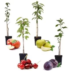 Fruitbomen - Mix Van 4 - Prunus - Pyrus - Malus - Pot 9cm - Hoogte 60-70cm