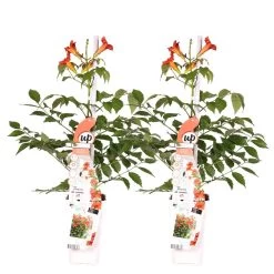 2x Campsis Fire Trumpet - Trompetbloem - Pot 15 CM - Hoogte 60-70 CM