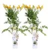 2x Campsis Gold Trumpet - Trompetbloem - ⌀ 15 Cm - ↕60-70 Cm -GroenThuis Voordeel 1000047321