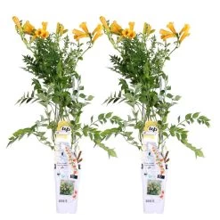2x Campsis Gold Trumpet - Trompetbloem - ⌀ 15 Cm - ↕60-70 Cm