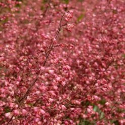 3x Heuchera Sanguinea 'Splendens' - Purperklokje - ⌀9 Cm - ↕10-15 Cm -GroenThuis Voordeel 1000048206 0103