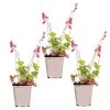 3x Heuchera Sanguinea 'Splendens' - Purperklokje - ⌀9 Cm - ↕10-15 Cm