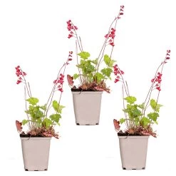 3x Heuchera Sanguinea 'Splendens' - Purperklokje - β9 Cm - β10-15 Cm