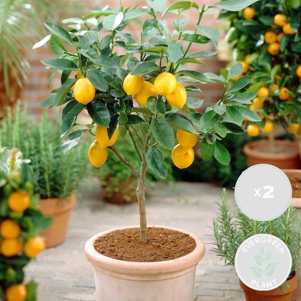 2x Citrus Limon - Citroenboom - ⌀19 Cm - ↕60-70 Cm 4 2x Citrus Limon - Citroenboom - ⌀19 Cm - ↕60-70 Cm - Afbeelding 2