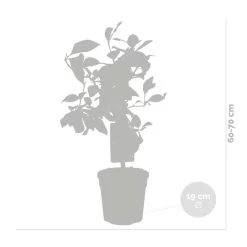 2x Citrus Limon - Citroenboom - ⌀19 Cm - ↕60-70 Cm 8 2x Citrus Limon - Citroenboom - ⌀19 Cm - ↕60-70 Cm -GroenThuis Voordeel 1000048551 0102