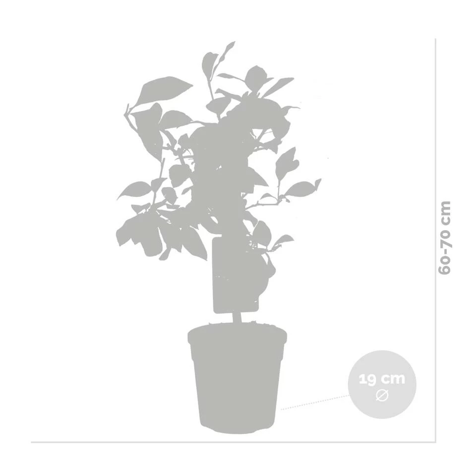 2x Citrus Limon - Citroenboom - ⌀19 Cm - ↕60-70 Cm 5 2x Citrus Limon - Citroenboom - ⌀19 Cm - ↕60-70 Cm - Afbeelding 3
