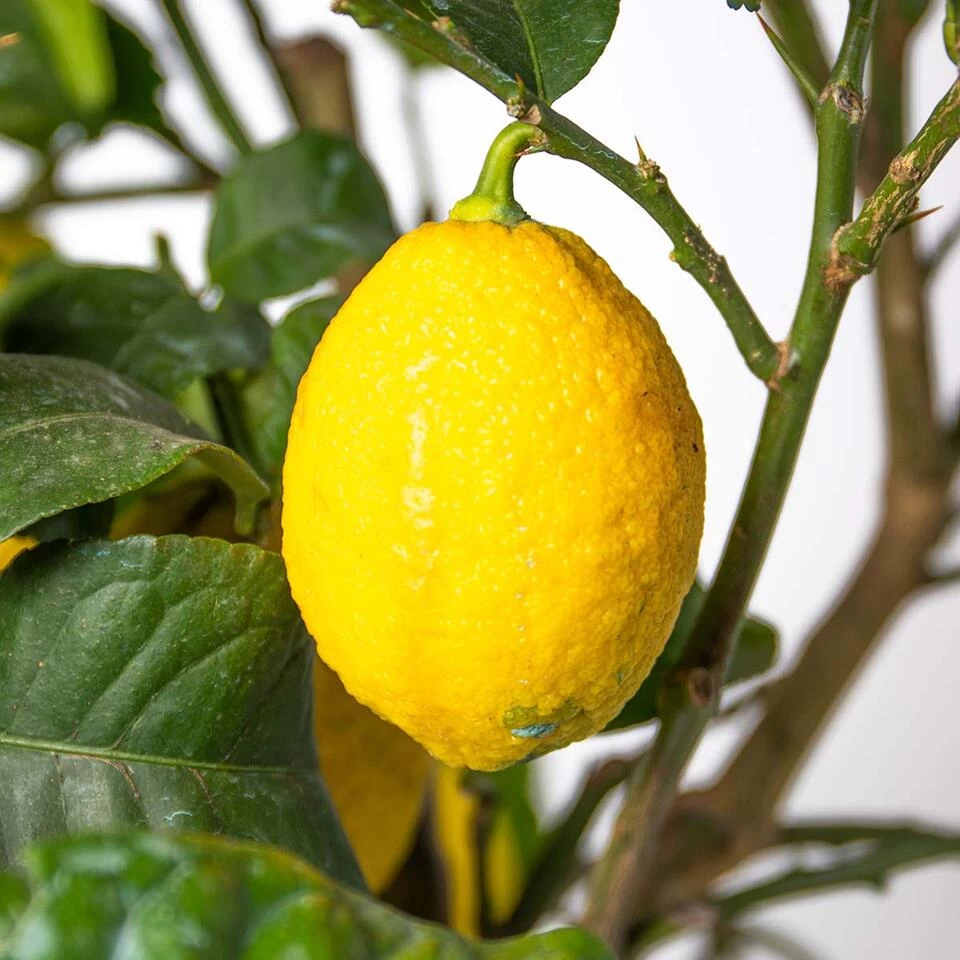 2x Citrus Limon - Citroenboom - ⌀19 Cm - ↕60-70 Cm 6 2x Citrus Limon - Citroenboom - ⌀19 Cm - ↕60-70 Cm - Afbeelding 4
