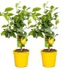 2x Citrus Limon - Citroenboom - ⌀19 Cm - ↕60-70 Cm -GroenThuis Voordeel 1000048551