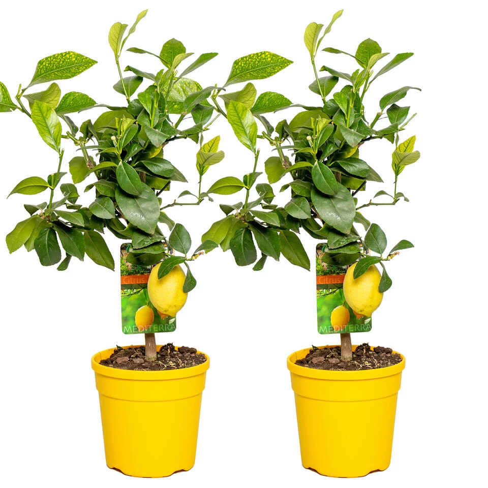 2x Citrus Limon - Citroenboom - ⌀19 Cm - ↕60-70 Cm 3 2x Citrus Limon - Citroenboom - ⌀19 Cm - ↕60-70 Cm