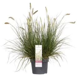 Pennisetum 'Hameln' – Lampenpoetsersgras – Pot 19 CM - Hoogte 35-45 CM