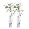 2x Clematis Fenne – Bosrank – Pot 15 CM - Hoogte 60-70 CM 2 2x Clematis Fenne – Bosrank – Pot 15 CM - Hoogte 60-70 CM -GroenThuis Voordeel 1000048824