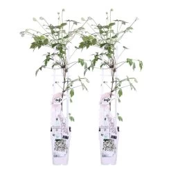 2x Clematis Fenne – Bosrank – Pot 15 CM - Hoogte 60-70 CM