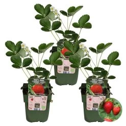 3x Fragaria Delizzimo β Aardbeistruik β β13 Cm β β15-20 Cm