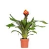 Guzmania Crown – Kokerplant – ⌀12 Cm – ↕40-50 Cm 1 Guzmania Crown – Kokerplant – ⌀12 Cm – ↕40-50 Cm -GroenThuis Voordeel 1000051814