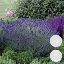 3x Lavandula Angustifolia 'Ardèche Blue' – ⌀10,5 Cm - ↕10-15 Cm -GroenThuis Voordeel 1000055011 0101