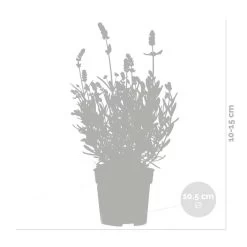 3x Lavandula Angustifolia 'Ardèche Blue' – ⌀10,5 Cm - ↕10-15 Cm -GroenThuis Voordeel 1000055011 0102