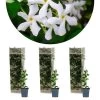 3x Trachelospermum Jasminoides – Toscaanse Jasmijn – ⌀9 Cm - ↕15-20 Cm -GroenThuis Voordeel 1000055018