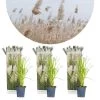 3x Cortaderia Selloana – Pampasgras – ⌀10,5 Cm - ↕20-25 Cm