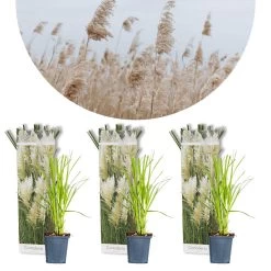 3x Cortaderia Selloana β Pampasgras β β10,5 Cm - β20-25 Cm