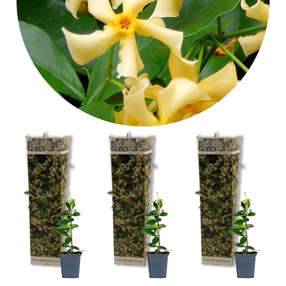 3x Trachelospermum 'Star Of Toscany' – ⌀9 Cm - ↕15-20 Cm 3 3x Trachelospermum 'Star Of Toscany' – ⌀9 Cm - ↕15-20 Cm