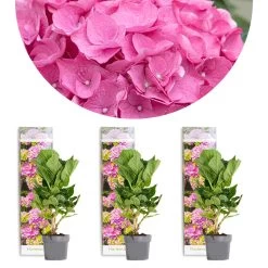 3x Hydrangea 'Early Pink' β Hortensia β β10,5 Cm - β20-25 Cm