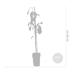 3x Mini Fruit Mix – Fruitbomen – ⌀9 Cm - ↕30-35 Cm -GroenThuis Voordeel 1000068293 0102