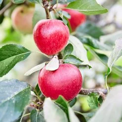 3x Mini Fruit Mix – Fruitbomen – ⌀9 Cm - ↕30-35 Cm -GroenThuis Voordeel 1000068293 0103