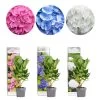 3x Hydrangea Macrophylla MIX – Hortensia – ⌀10,5 Cm - ↕20-25 Cm -GroenThuis Voordeel 1000068295