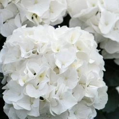 3x Hydrangea Macrophylla 'Wudu' – Hortensia – ⌀10,5 Cm - ↕20-25 Cm -GroenThuis Voordeel 1000068297 0103