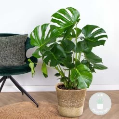 Monstera Deliciosa Incl. Mand - Gatenplant - ⌀21 Cm - ↕70-80 Cm -GroenThuis Voordeel 1000069549 0101
