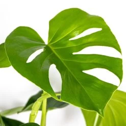 Monstera Deliciosa Incl. Mand - Gatenplant - ⌀21 Cm - ↕70-80 Cm -GroenThuis Voordeel 1000069549 0102