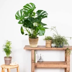 Monstera Deliciosa Incl. Mand - Gatenplant - ⌀21 Cm - ↕70-80 Cm -GroenThuis Voordeel 1000069549 0103