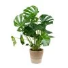Monstera Deliciosa Incl. Mand - Gatenplant - ⌀21 Cm - ↕70-80 Cm -GroenThuis Voordeel 1000069549