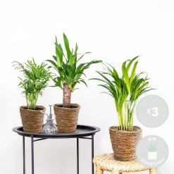 3x Tropische Palmen Mix Incl. Mand – ⌀12 Cm - ↕20-45 Cm -GroenThuis Voordeel 1000071133 0101