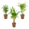 3x Tropische Palmen Mix Incl. Mand – ⌀12 Cm - ↕20-45 Cm -GroenThuis Voordeel 1000071133