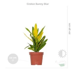 3x Tropische Kamerplanten Mix Incl. Mand – ⌀12 Cm - ↕ 25-40 Cm -GroenThuis Voordeel 1000071134 0102