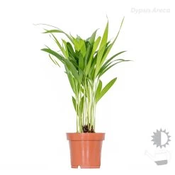 3x Tropische Palmen Mix Incl. Mand - ⌀12 Cm - ↕20-45 Cm -GroenThuis Voordeel 1000071136 0103