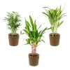 3x Tropische Palmen Mix Incl. Mand - ⌀12 Cm - ↕20-45 Cm -GroenThuis Voordeel 1000071136